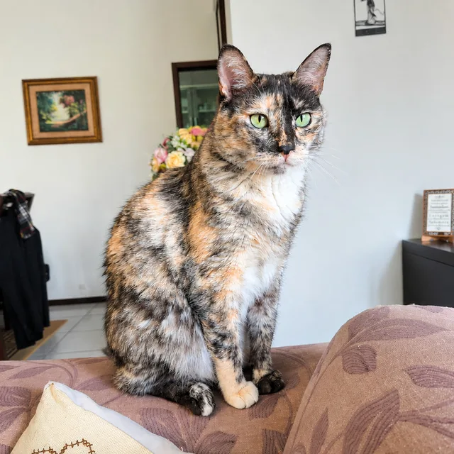 Dra. Chaiane com paciente felino