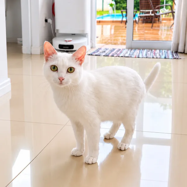 Dra. Chaiane com paciente felino