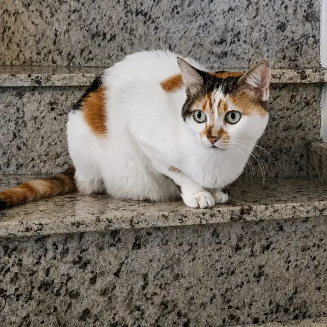 Dra. Chaiane com paciente felino