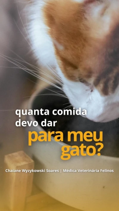 Quanta comida devo dar para o meu gato?